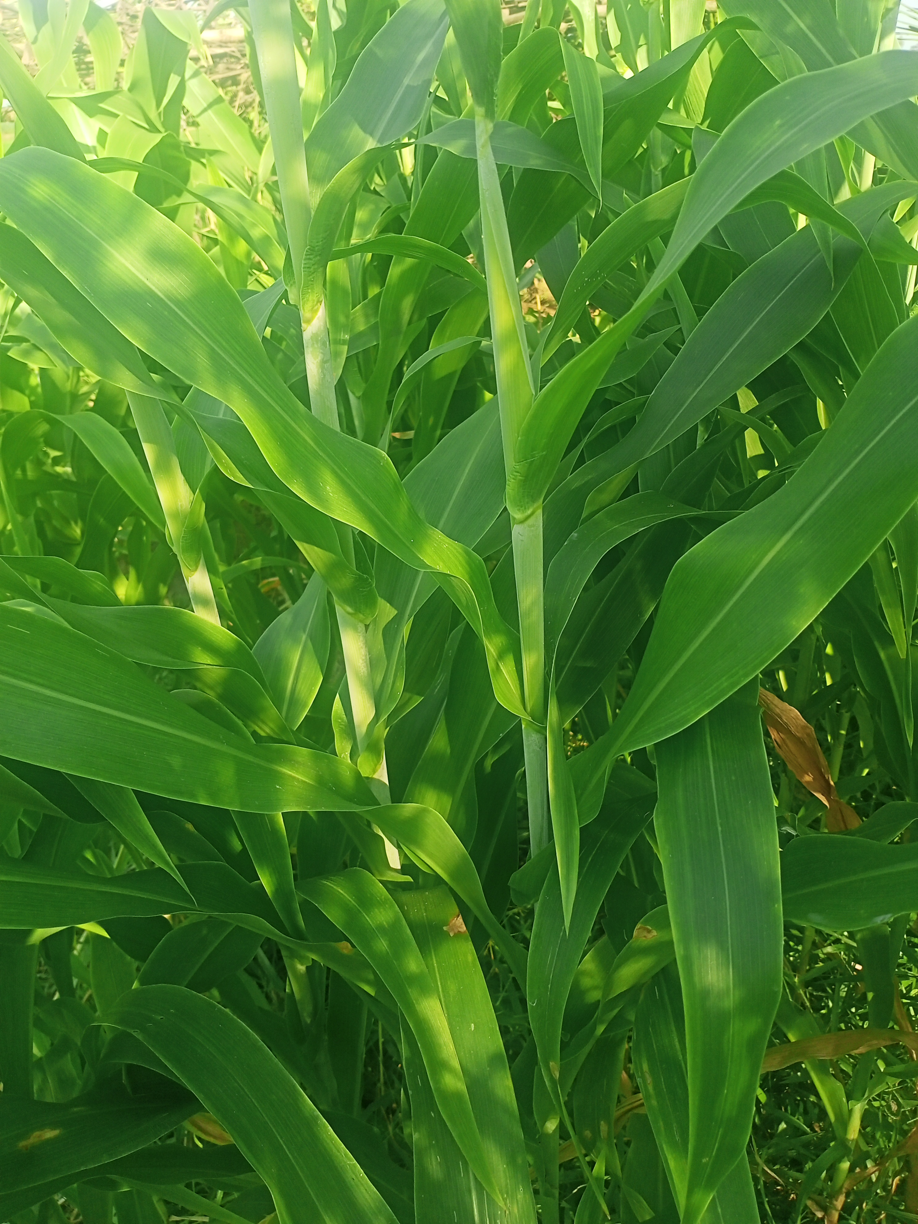 How to Plant Guatemala Grass