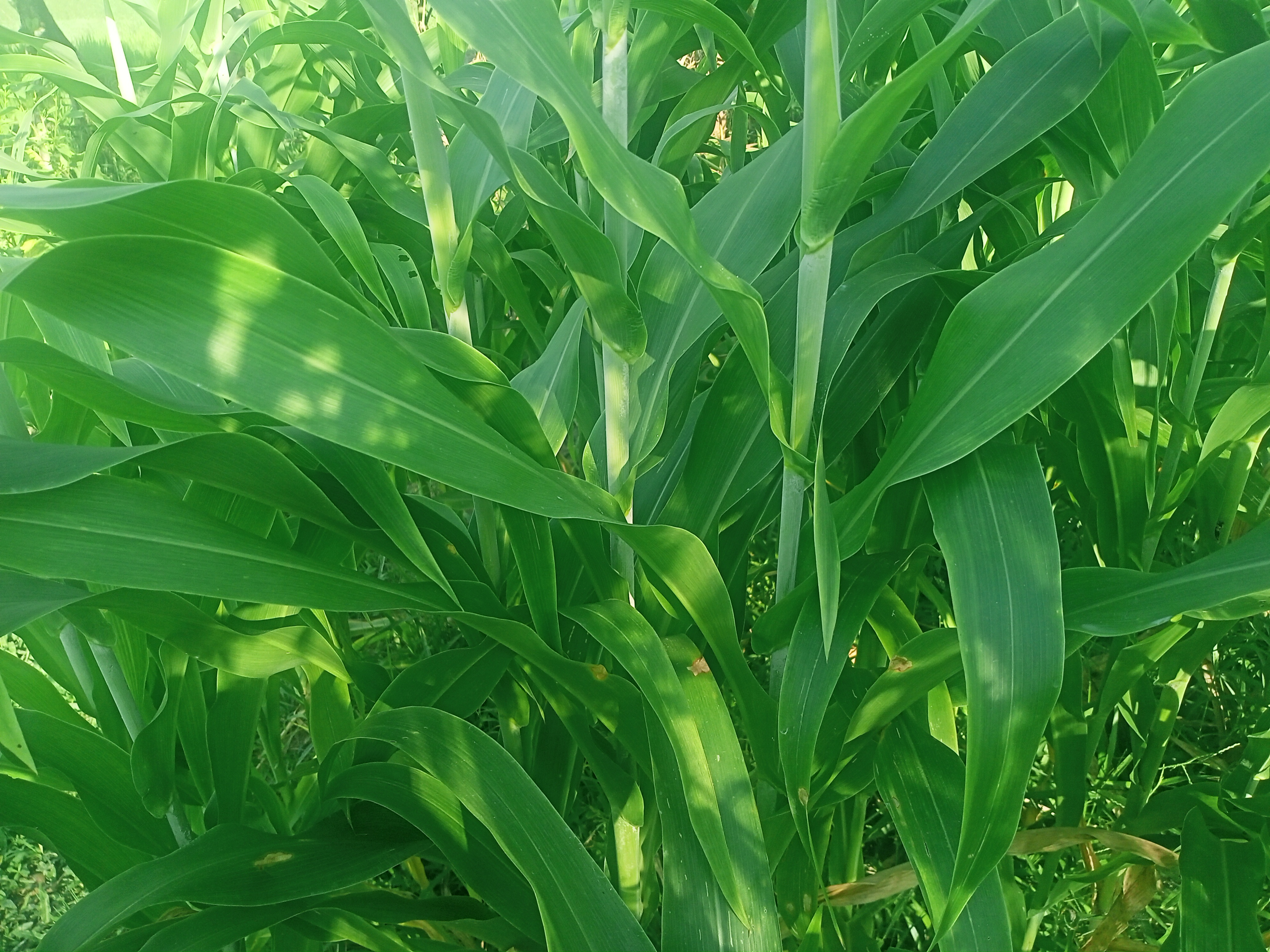 How to Plant Guatemala Grass