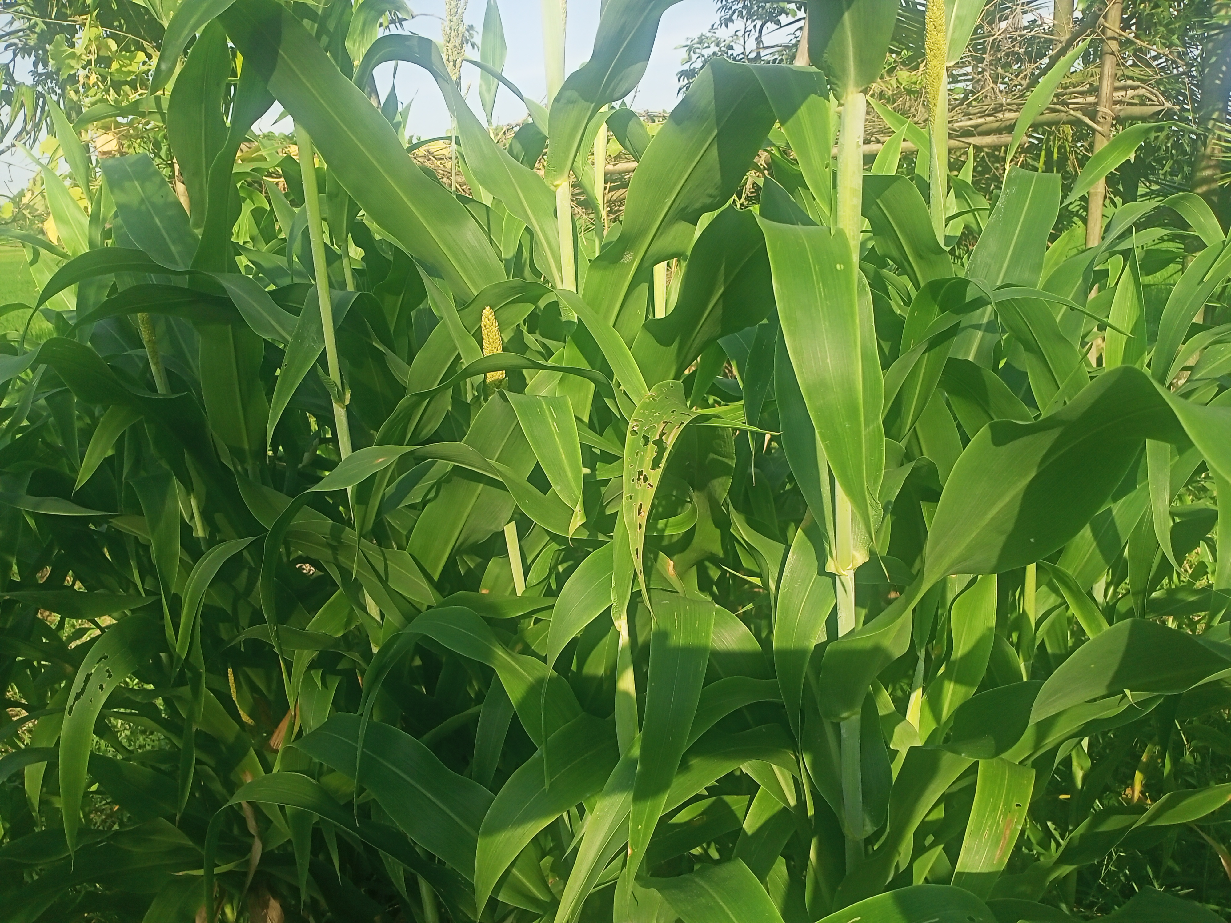 How to Plant Guatemala Grass